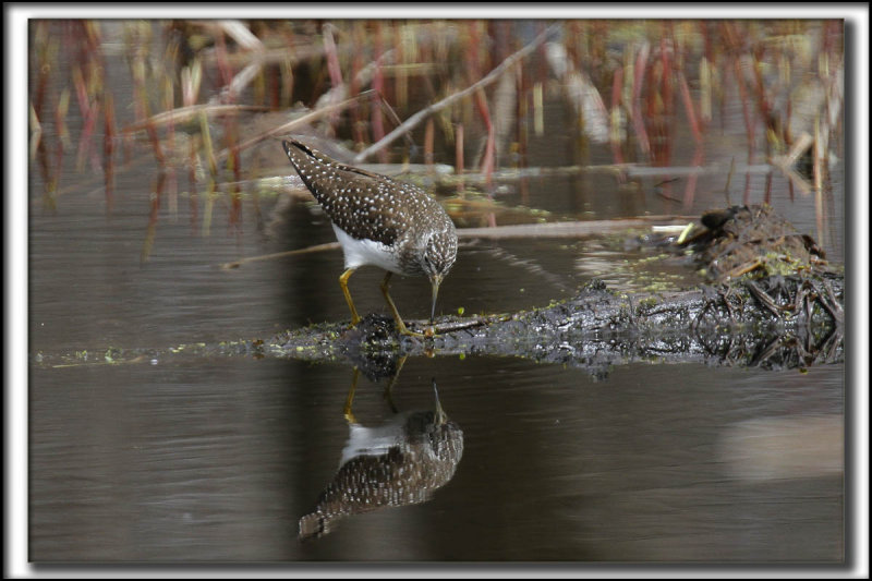 CHEVALIER  SOLITAIRE /  SOLITARY SANDPIPER    _MG_8323 a a