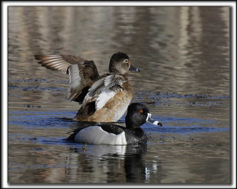FULIGULE  COLLIER  /  RING-NECKED DUCK    _MG_9557 a