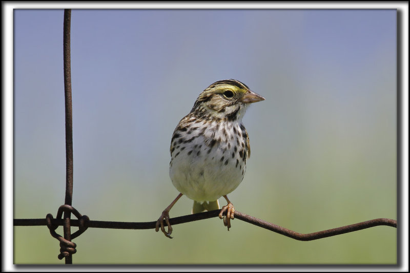 BRUANT DES PRS / SAVANNAH SPARROW     _MG_1145 aa