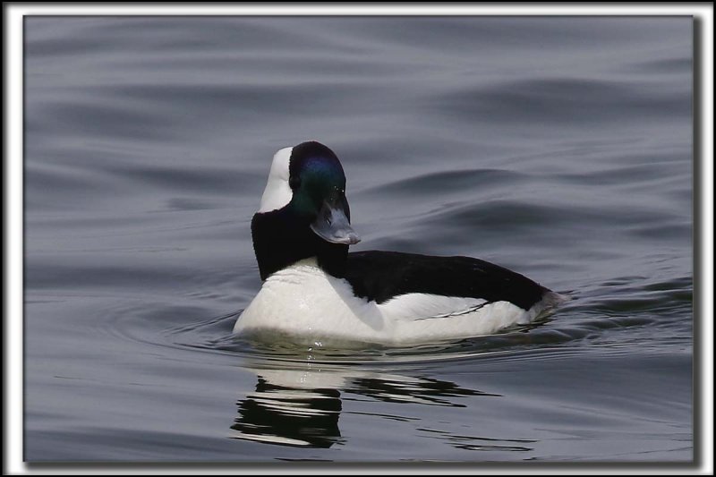 PETIT GARROT, mle   /   BUFFLEHEAD, male    _HP_8307 a a