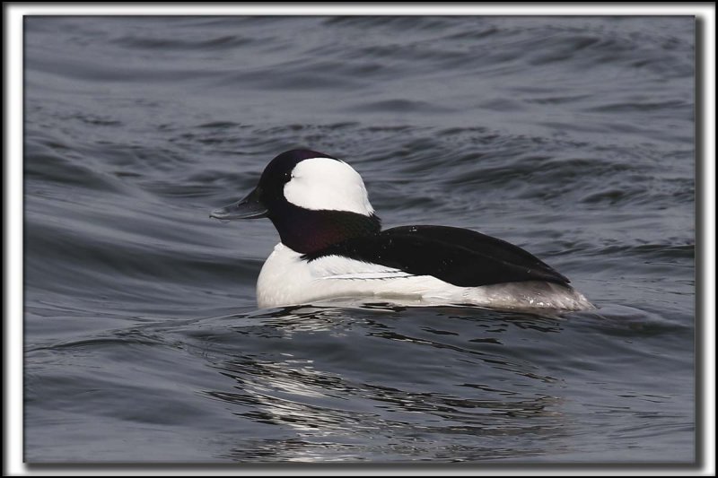 PETIT GARROT, mle   /   BUFFLEHEAD, male    _HP_8347 aa