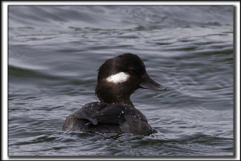 PETIT GARROT, femelle   /   BUFFLEHEAD, female    _HP_8379 a a