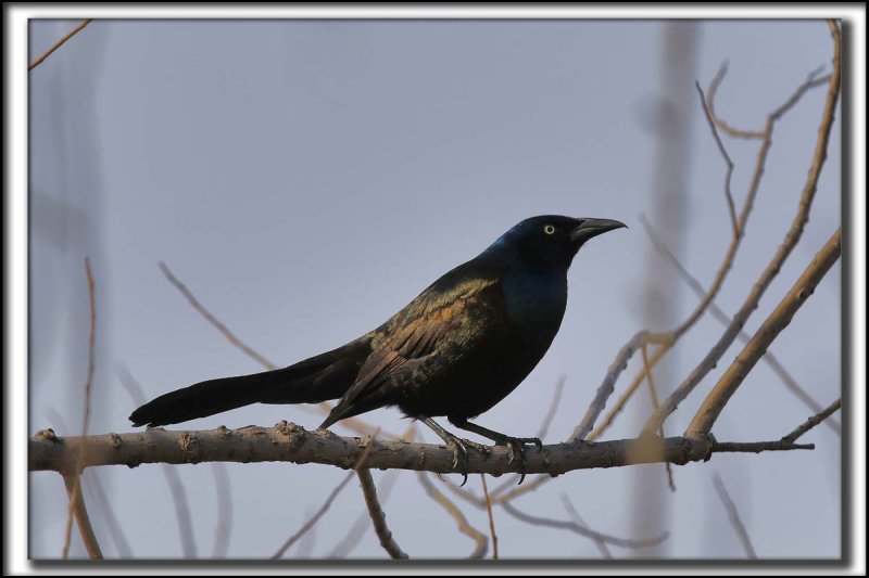 QUISCALE BRONZ  /  COMMON GRACKLE    _HP_8021 a a