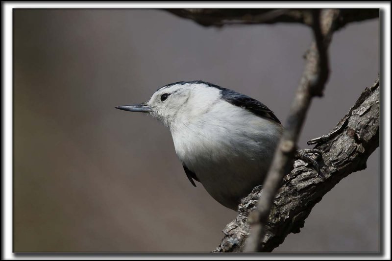SITTELLE  POITRINE BLANCHE  /  WHITE-BREASTED NUTCHATCH     _HP_8054 a a