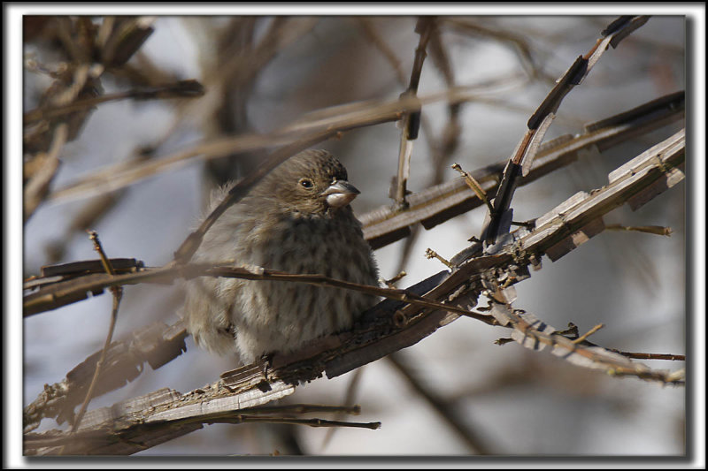 ROSELIN POURPR, femelle   /   PURPLE FINCH,  female    _MG_6732 a a