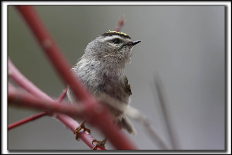 ROITELET  COURONNE DORE, male   /  GOLDEN-CROWNED KINGLET, male     _HP_8585 a a