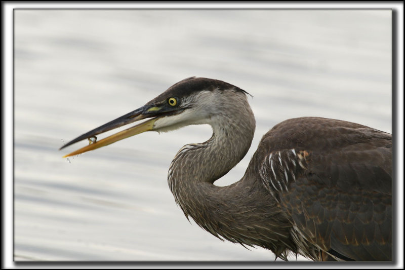 GRAND HRON BLEU  -   GREAT BLUE HERON     _P0A1322 a