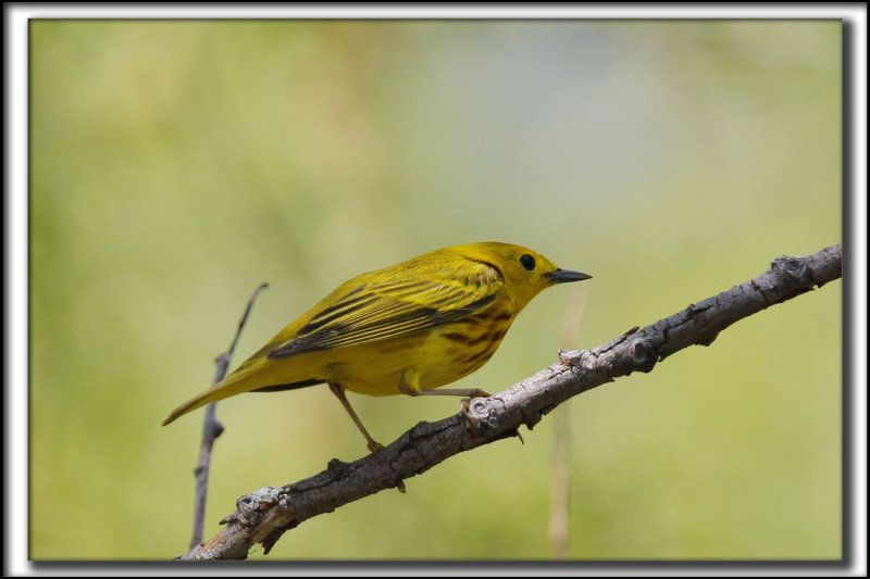 PARULINE JAUNE / YELLOW WARBLER    _MG_0493 a