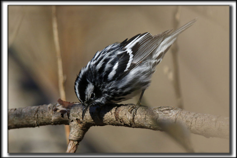 PARULINE NOIR ET BLANC   /    BLACK AND WHITE WARBLER     _HP_9387 a a