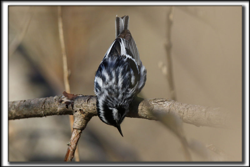 PARULINE NOIR ET BLANC   /    BLACK AND WHITE WARBLER     _HP_9389 a a