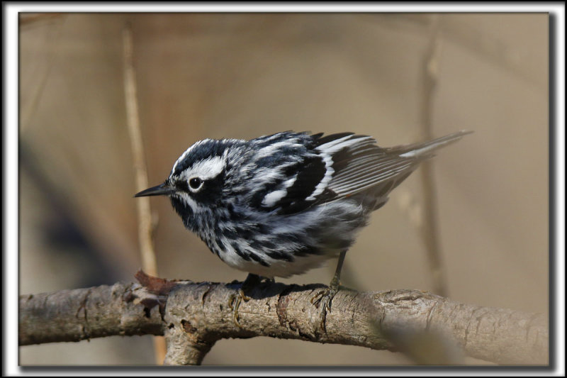 PARULINE NOIR ET BLANC   /    BLACK AND WHITE WARBLER     _HP_9392 a a