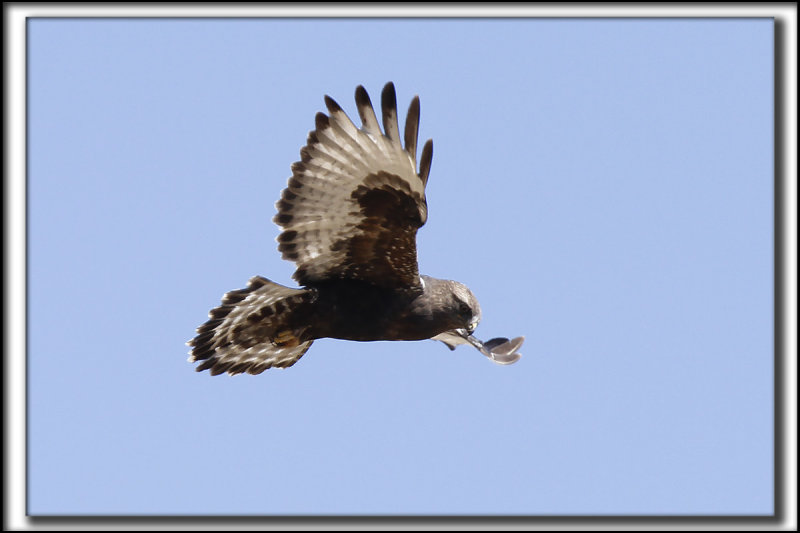 BUSE PATTUE, forme fonce   /   ROUGH-LEGGED HAWK, dark phase    _MG_9791 aa
