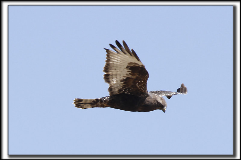 BUSE PATTUE, forme fonce   /   ROUGH-LEGGED HAWK, dark phase    _MG_9779 a a