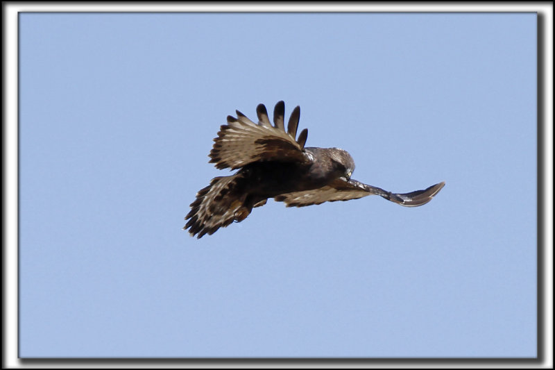 BUSE PATTUE, forme fonce   /   ROUGH-LEGGED HAWK, dark phase    _MG_9760 a a