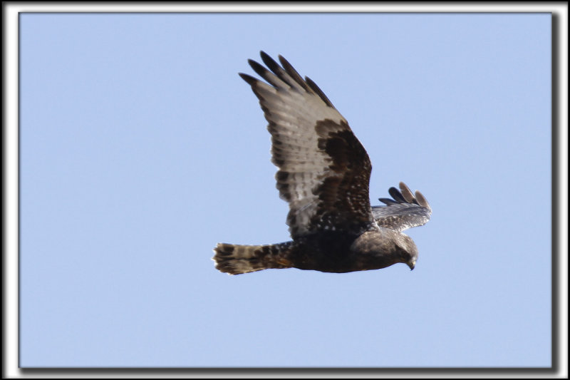 BUSE PATTUE, forme fonce   /   ROUGH-LEGGED HAWK, dark phase    _MG_9778 a a
