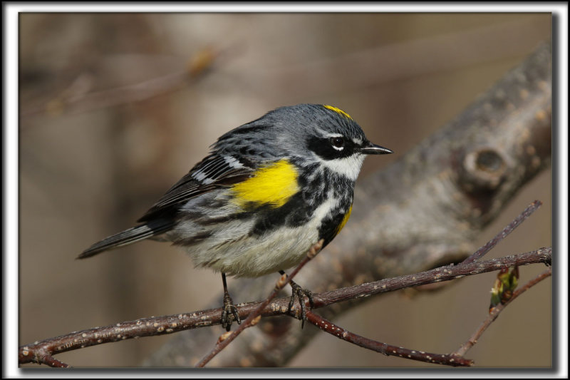 PARULINE  CROUPION JAUNE, mle    /   YELLOW-RUMPED WARBLER, male    _HP_9550 a a