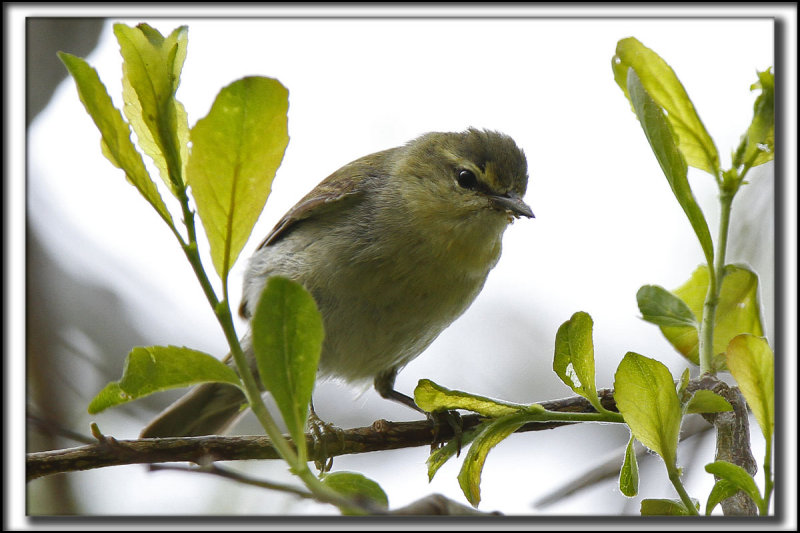 PARULINE OBSCURE   /   TENESSEE WARBLER      _MG_5584_a_a