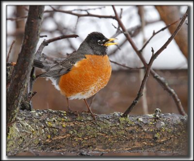 MERLE D'AMRIQUE   /   AMERICAN ROBIN   _MG_9247 ab 