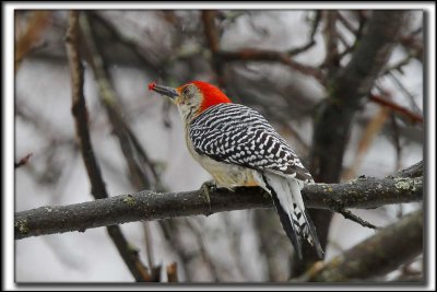PIC  VENTRE ROUX  / RED-BELLIED WOODPEDCKER   _MG_9163 c