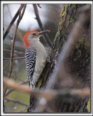 PIC  VENTRE ROUX  / RED-BELLIED WOODPEDCKER   _MG_9193 c 