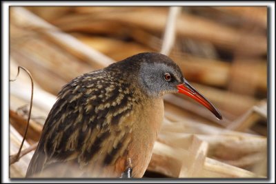 RLE DE VIRGINIE  /  VIRGINIA RAIL    _MG_1860 a