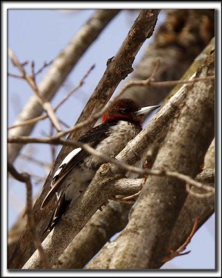 PIC  TTE ROUGE  /  RED-HEADED WOODPECKER    _MG_6381 a