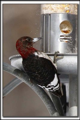 PIC  TTE ROUGE  /  RED-HEADED WOODPECKER    _MG_6463 a