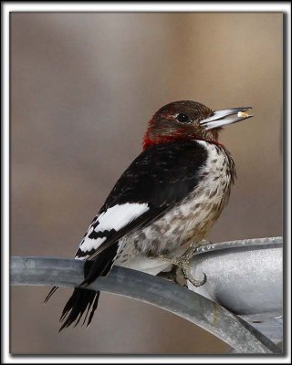 PIC  TTE ROUGE  /  RED-HEADED WOODPECKER
