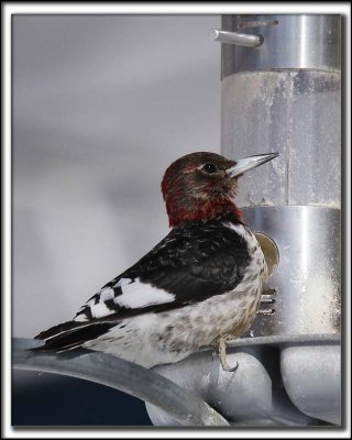 PIC  TTE ROUGE  /  RED-HEADED WOODPECKER    _MG_7183 a