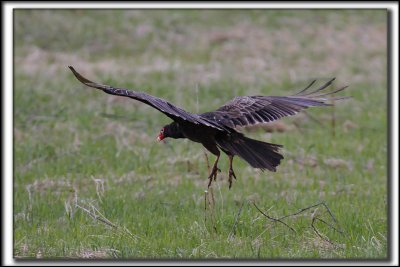 URUBU  TTE ROUGE  /  TURKEY VULTURE   _MG_7929 aa