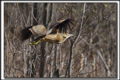 BUTOR D'AMRIQUE /  AMERICAN BITTERN    _MG_0650 aa