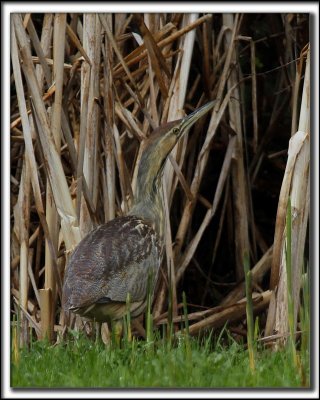 BUTOR D'AMRIQUE femelle  /  AMERICAN BITTERN female    _MG_8557 a