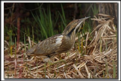 BUTOR D'AMRIQUE mle /  AMERICAN BITTERN male    _MG_8586 a