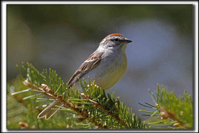 BRUANT FAMILIER / CHIPPING SPARROW