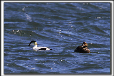 EIDER  DUVET  /  COMMON EIDER, male et femelle   _MG_0390 a a