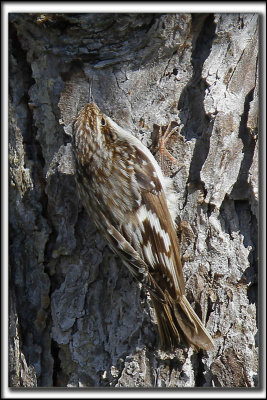 GRIMPEREAU BRUN  /  BROWN CREEPER     _MG_9317 a a