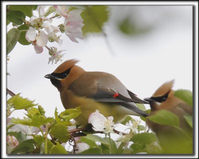 JASEUR D'AMRIQUE  /  CEDAR  WAXWING    _MG_1491 a a