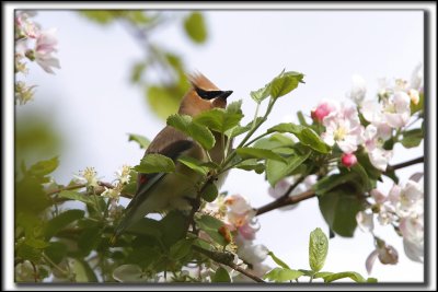 JASEUR D'AMRIQUE  /  CEDAR  WAXWING    _MG_1575 a a