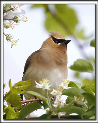 JASEUR D'AMRIQUE  /  CEDAR  WAXWING    _MG_1714 a