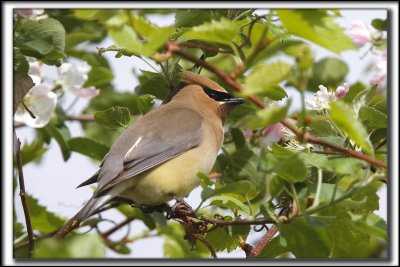 JASEUR D'AMRIQUE  /  CEDAR  WAXWING    _MG_1646 a
