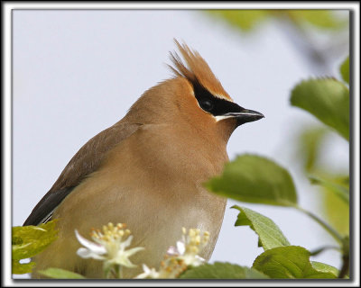 JASEUR D'AMRIQUE  /  CEDAR  WAXWING    _MG_1688 a a