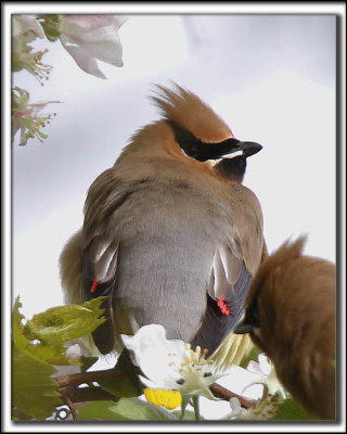 JASEUR D'AMRIQUE  /  CEDAR  WAXWING    _MG_1536 a ab
