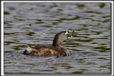 GRBE  BEC BIGARR  /   PIED-BILLED GREBE    _MG_1802 a a