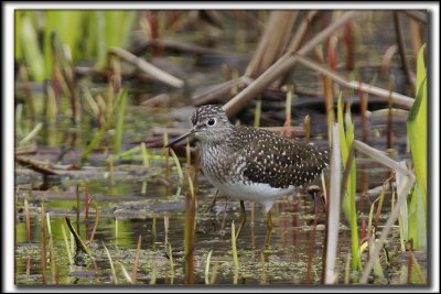 CHEVALIER  SOLITAIRE /  SOLITARY SANDPIPER    _MG_8230 a