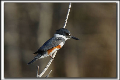 MARTIN PCHEUR  /  BELTED KINGFISHER    _MG_9834 a