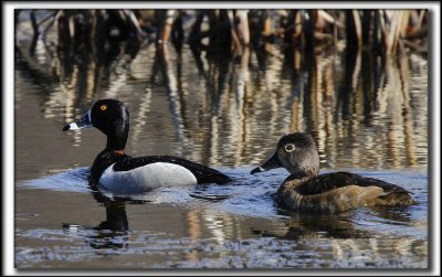 FULIGULE  COLLIER  /  RING-NECKED DUCK    _MG_9744 a