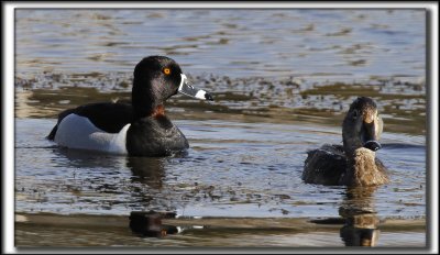 FULIGULE  COLLIER  /  RING-NECKED DUCK    _MG_9675 a