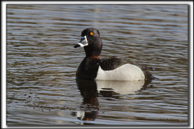 FULIGULE  COLLIER, mle /  RING-NECKED DUCK, male      _MG_9728 a
