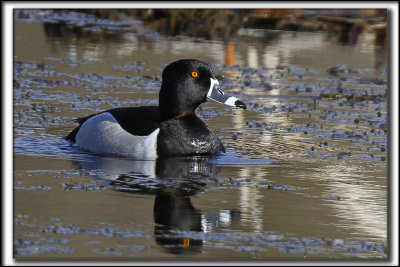 FULIGULE  COLLIER, mle /  RING-NECKED DUCK, male      _MG_9590 aa