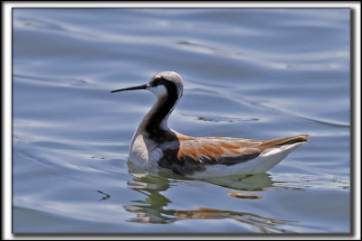 PHALAROPE DE WILSON  /   WILSON'S PHALAROPE    _MG_1088 aa
